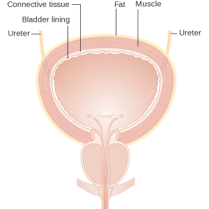 1200px-Diagram_showing_the_layers_of_the_bladder_CRUK_304.svg